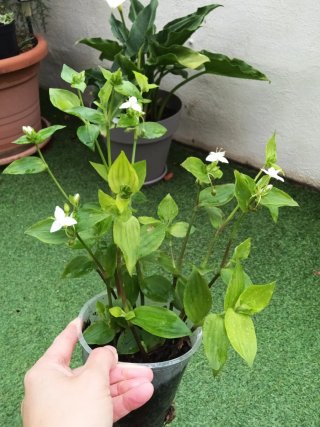 Lote plantas varias