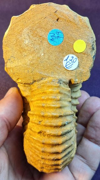 fósil de ammonite Douvilleiceras mammillatum