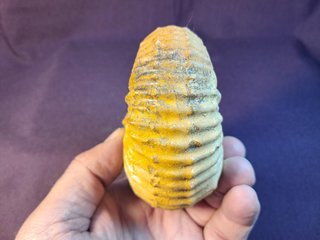 fósil de ammonite Douvilleiceras mammillatum
