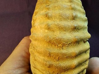 fósil de ammonite Douvilleiceras mammillatum