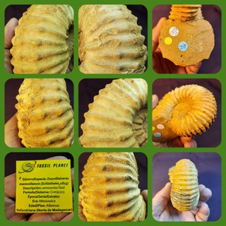 fósil de ammonite Douvilleiceras mammillatum