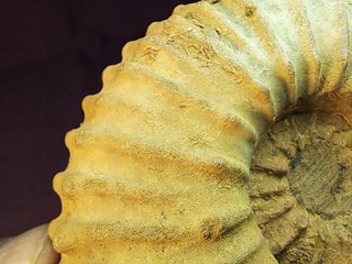 fósil de ammonite Douvilleiceras mammillatum