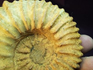 fósil de ammonite Douvilleiceras mammillatum
