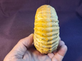 fósil de ammonite Douvilleiceras mammillatum