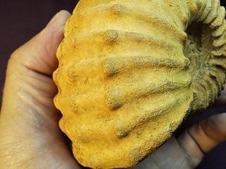 fósil de ammonite Douvilleiceras mammillatum