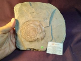 Fósil Ammonites Psiloceras (Caloceras)