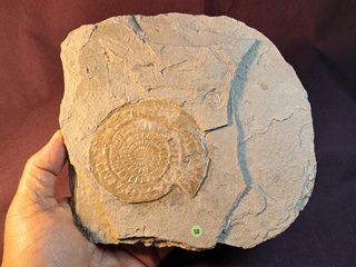 Fósil Ammonites Psiloceras (Caloceras)
