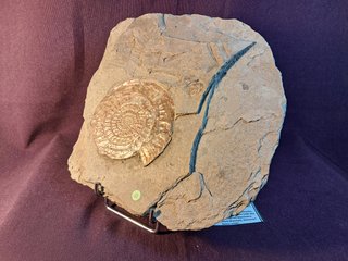Fósil Ammonites Psiloceras (Caloceras)