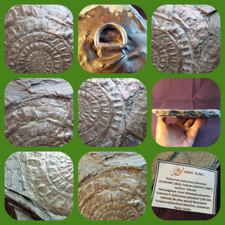 Fósil Ammonites Psiloceras (Caloceras)