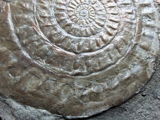 Fósil Ammonites Psiloceras (Caloceras)