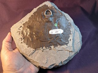 Fósil Ammonites Psiloceras (Caloceras)