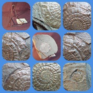 Fósil Ammonites Psiloceras (Caloceras)