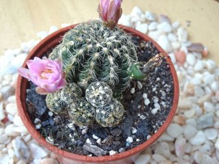 Gymnocalycium Bruchii Cacto Flor Rosa