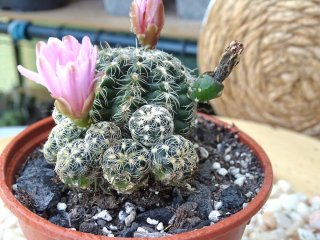 Gymnocalycium Bruchii Cacto Flor Rosa