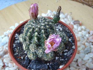 Gymnocalycium Bruchii Cacto Flor Rosa
