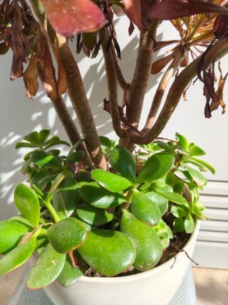 Planta Aeonium Natural 80cm aprox alt