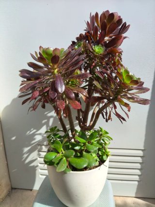 Planta Aeonium Natural 80cm aprox alt