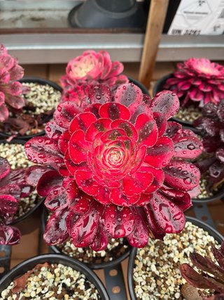 Aeonium Channel