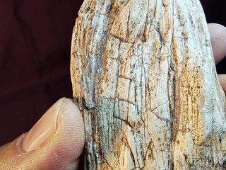 Tronco Madera Fósil Araucaria Conífera