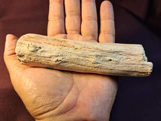 Tronco,madera fósil de Araucaria (Conífera)