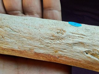 Tronco,madera fósil de Araucaria (Conífera)