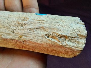Tronco,madera fósil de Araucaria (Conífera)