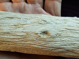 Tronco,madera fósil de Araucaria (Conífera)