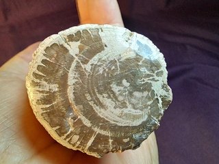 Tronco,madera fósil de Araucaria (Conífera)