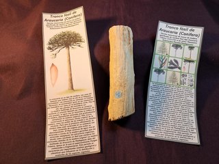 Tronco,madera fósil de Araucaria (Conífera)