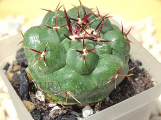 Thelocactus Hexaedrophorus