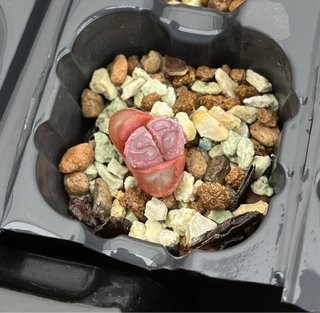 Pack Laura Lithops