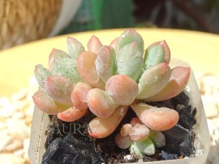 Graptoveria Ice Cream