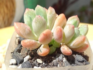 Graptoveria Ice Cream