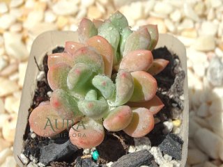 Graptoveria Ice Cream