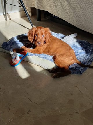 Dog and cat sitting marbella Estepona benahavis