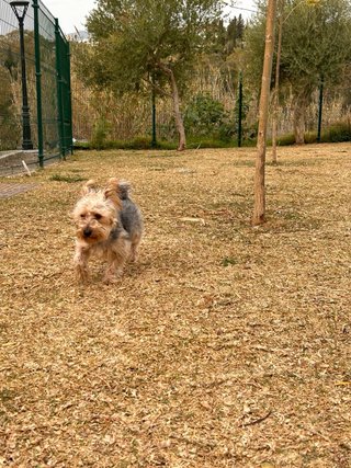Dog and cat sitting marbella Estepona benahavis