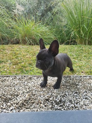Dog and cat sitting marbella Estepona benahavis