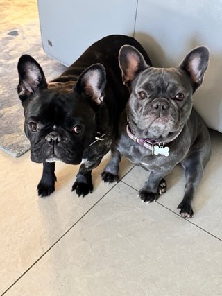 Dog and cat sitting marbella Estepona benahavis