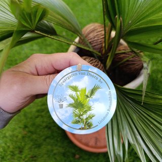 Palmera livistona rotundifolia
