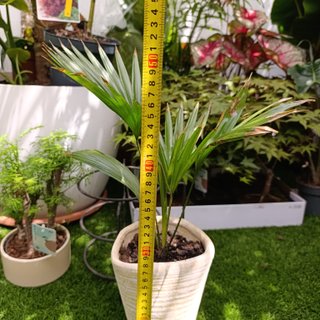 Palmera livistona rotundifolia