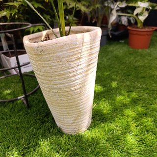 Palmera livistona rotundifolia
