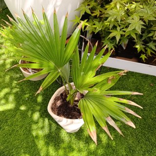Palmera livistona rotundifolia