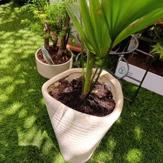 Palmera livistona rotundifolia
