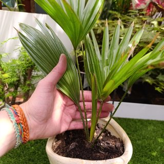 Palmera livistona rotundifolia