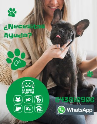 Cuidador de mascotas