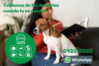Cuidador de mascotas