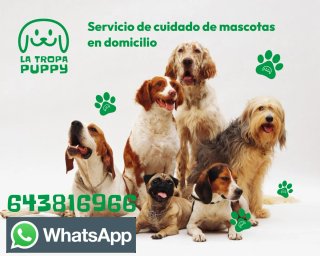 Cuidador de mascotas