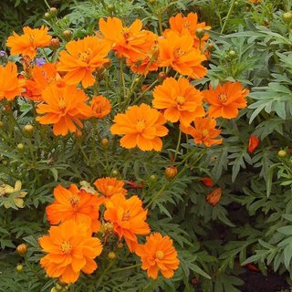 Cosmos sulphureus Klondike - Mix