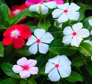 60+ Semi Catharanthus Mix XXL