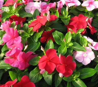 60+ Semi Catharanthus Mix XXL